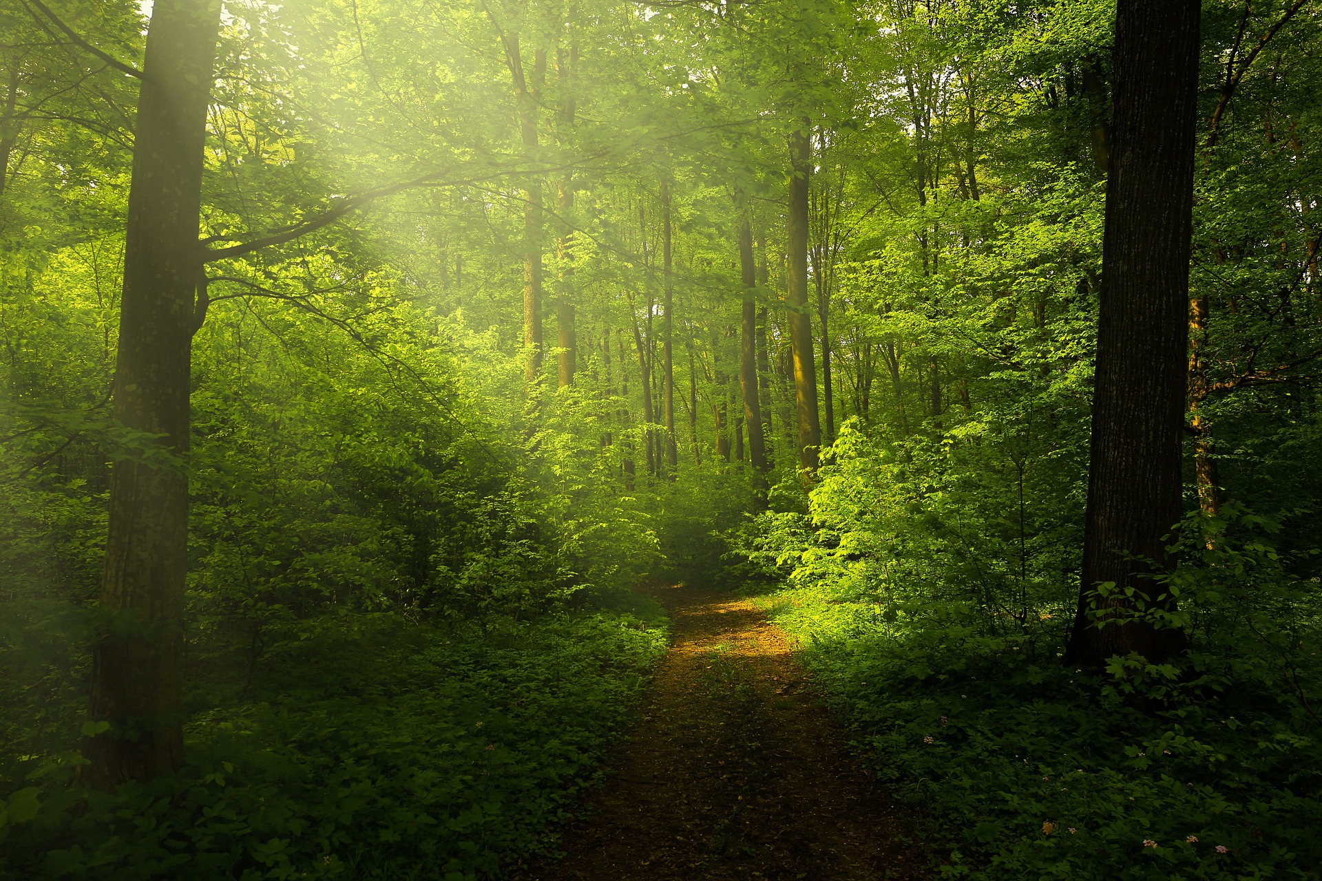 Thriving forest path